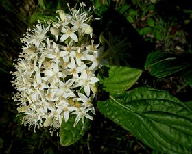 Cornus sericea Flower